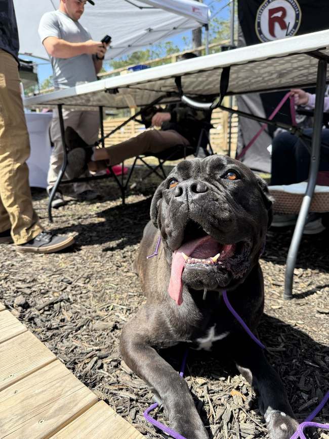 Dog on alert outdoors during training with George Spohrer