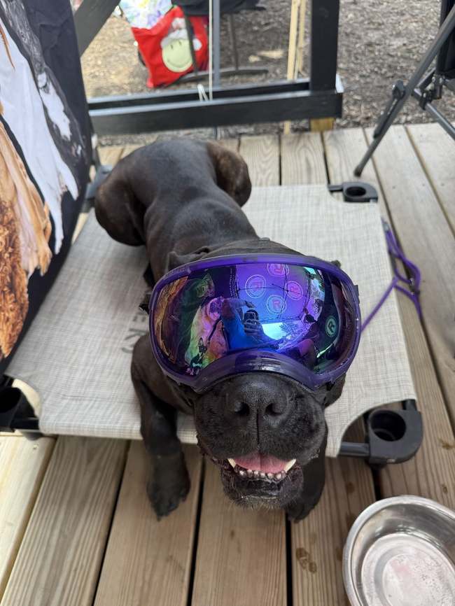 Working dog training session with protective goggles