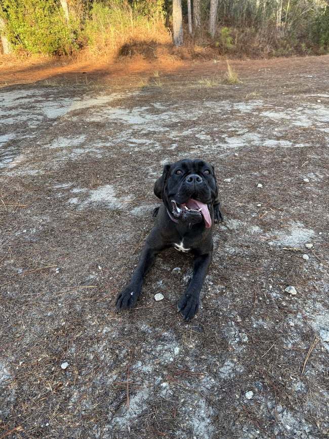 Dog holding a trained sit