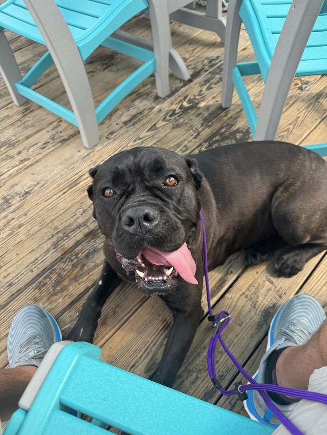 Dog relaxed on a porch