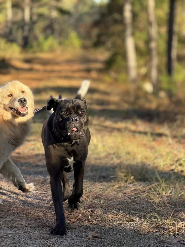 George Spohrer with two dogs on a training trail